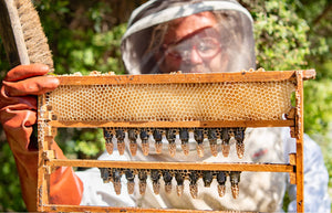 What Does The Queen Bee Do in a Colony